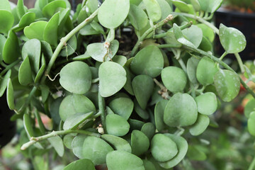 orchid Tree in a garden with Natural background. It be can be used as neutral quotes Background Or orchid Wallpaper.