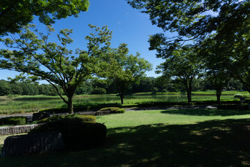 緑の木々と木陰