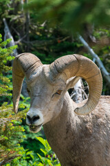 Bighorn sheep ram with long horns close up with a green background of lush vegetation - Glacier National Park, MT - USA