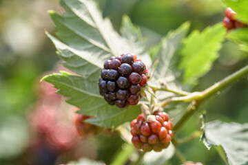 Closeup of a bramble bush growing delicious wild blackberries