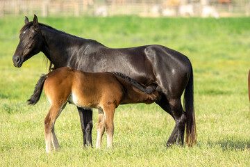 Italy Tuscany Grosseto, natural park of the Maremma nature reserve Alberese Uccellina free animals, cows and horses