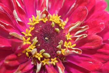 close up of dahlia