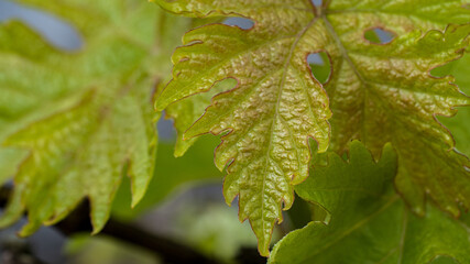 Grape leaves