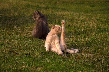 The cat does yoga. Cat fitness. Aerobics. Healthy lifestyle.