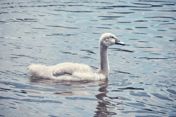 Jeune cygne âgé de trois mois .