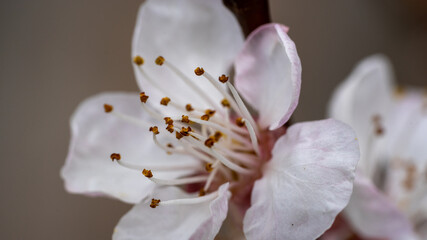 Plum Blossom