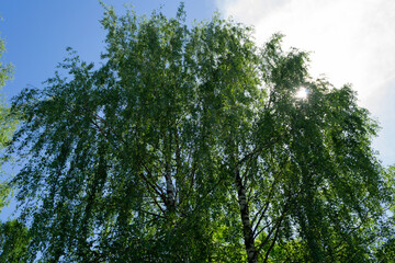 birch trees in green foliage in Sunny weather