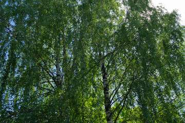birch trees in green foliage in Sunny weather