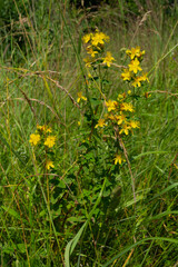 yellow flowers of St. John's wort