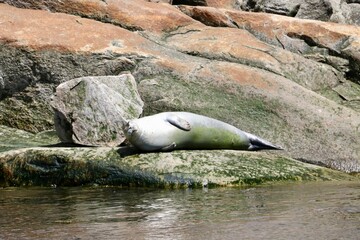 Phoque gris - Tadoussac