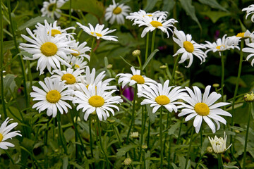 French Chrysanthemum Taiwan