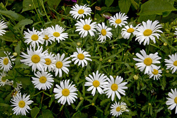 Fototapeta premium French Chrysanthemum Taiwan