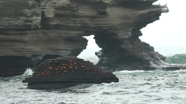 Group of Red Sally Lightfoot Crabs on Volcanic Rock in Front of Arch over the Ocean of Puerto Egas, Santiago Island, Galapagos