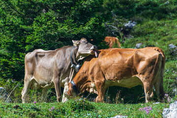 Naklejka na ściany i meble Two brown cows in a green alpine pasture: while one cow is grazing the grass the other one licks its back in a funny way. Trentino, Italy
