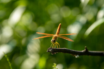 Brachythemis contaminata or ditch jewel a dragonfly species perched in natural green background at keoladeo national park or bharatpur bird sanctuary rajasthan india