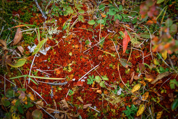 Amazing red moss in mountain forest, close-up. Rich flora of highlands. Natural plant backgrounds.