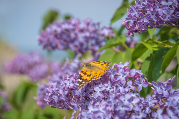 Closeup of a Painted lady butterfly (Cynthia cardui, Vanessa cardui) on purple lilac flowers...