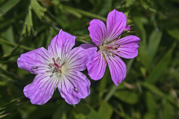 Obraz premium Hayada's Geranium Taiwan