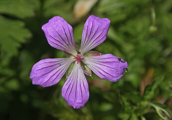 Hayada's Geranium Taiwan