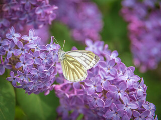Closeup of a  green-veined white butterfly (Pieris napi) on purple lilac flowers drinking nectar