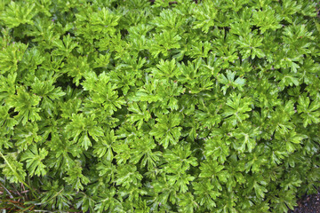Hayada's Geranium Green Leaf Taiwan