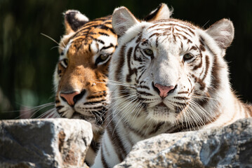 Two beautiful Bengal tigers. 