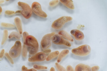 The study parasite or worms is a freshwater fish parasite in laboratory for education.
