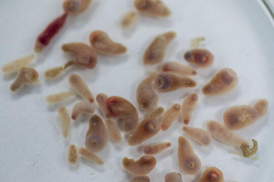 The study parasite or worms is a freshwater fish parasite in laboratory for education.
