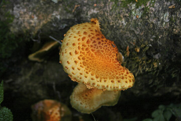 Mountain mushrooms Taiwan