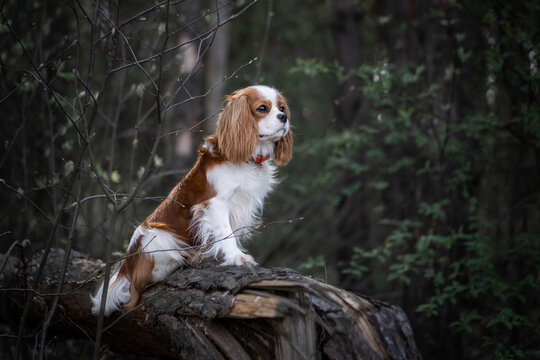 cavalier king charles spaniel