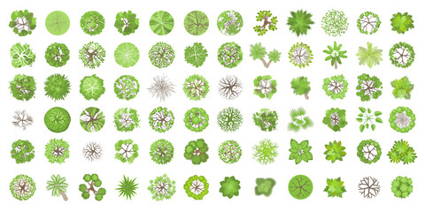 Trees top view. Different plants and trees vector set for architectural or landscape design. (View from above) Nature green spaces. - 377090475