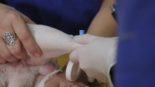 A veterinarian installs an intravenous catheter for a dog in a vet clinic. A sick dog is given injections in the hospital.