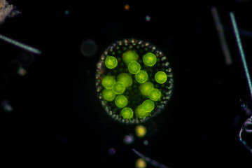 Volvox in drop of water under the microscope for classroom education.
