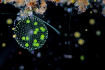 Volvox in drop of water under the microscope for classroom education.
