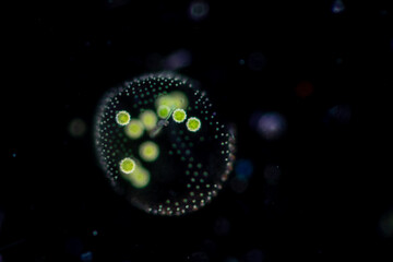 Volvox in drop of water under the microscope for classroom education.

