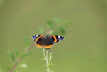 Admiral-Schmetterling