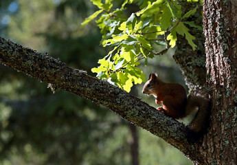 A brown squirrel looking for cones in an oak tree