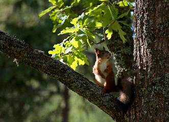 A brown squirrel looking for acorns in an oak tree