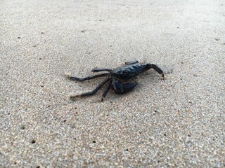 crab on the beach