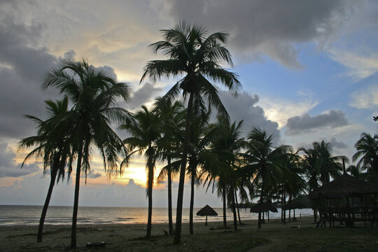 Philippines Laoag Coconut Grove Sunset