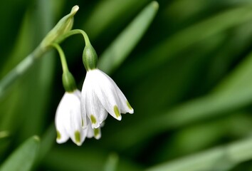 Fototapeta premium close up of white bellshaped snowflake blossoms