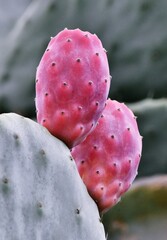 close up of prickly pear fruits