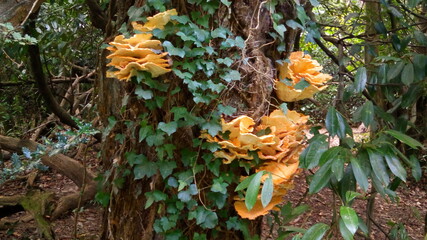 Champignon - Le Polypore soufré - Poulet des bois	