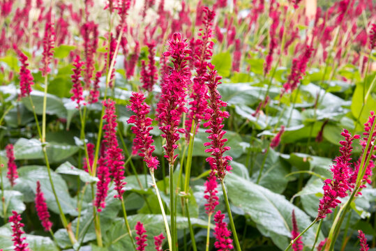 Close up mass of bright scarlet red spikes of Persicaria amplexicaulis 'Firetail' (red bistort) flowers on long stems above large dense green leaves