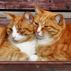 Close up of two ginger cats on a bench