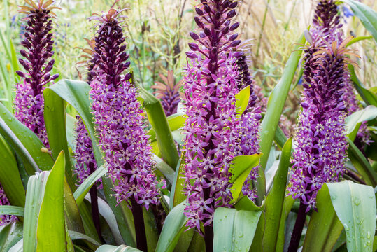Purple and magenta flower spikes of Pineapple Lily, Eucomis 'Joy's Purple', in mediterranean style border. Rain drops on thick green leaves. Grasses blurred in background.