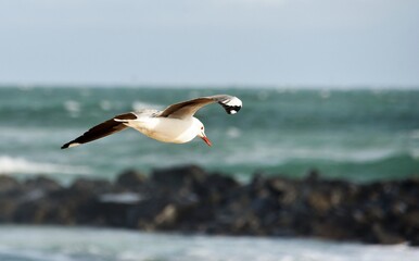 Fototapeta na wymiar Seascape with a seagull flying over the Atlantic Ocean