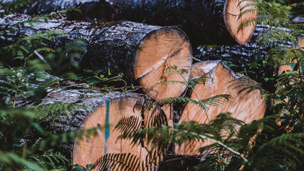 Logs lying on the ground amongst ferns