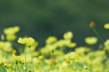 キバナコスモスのレモンブライト