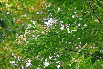 Honigbaum-Blüten